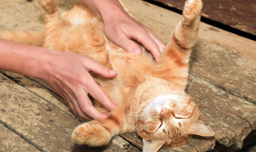 Harmonische Beziehung zwischen Katze und Mensch