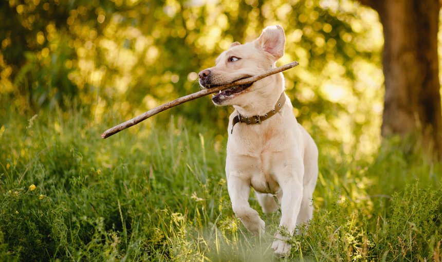 So motivierst du deinen Hund