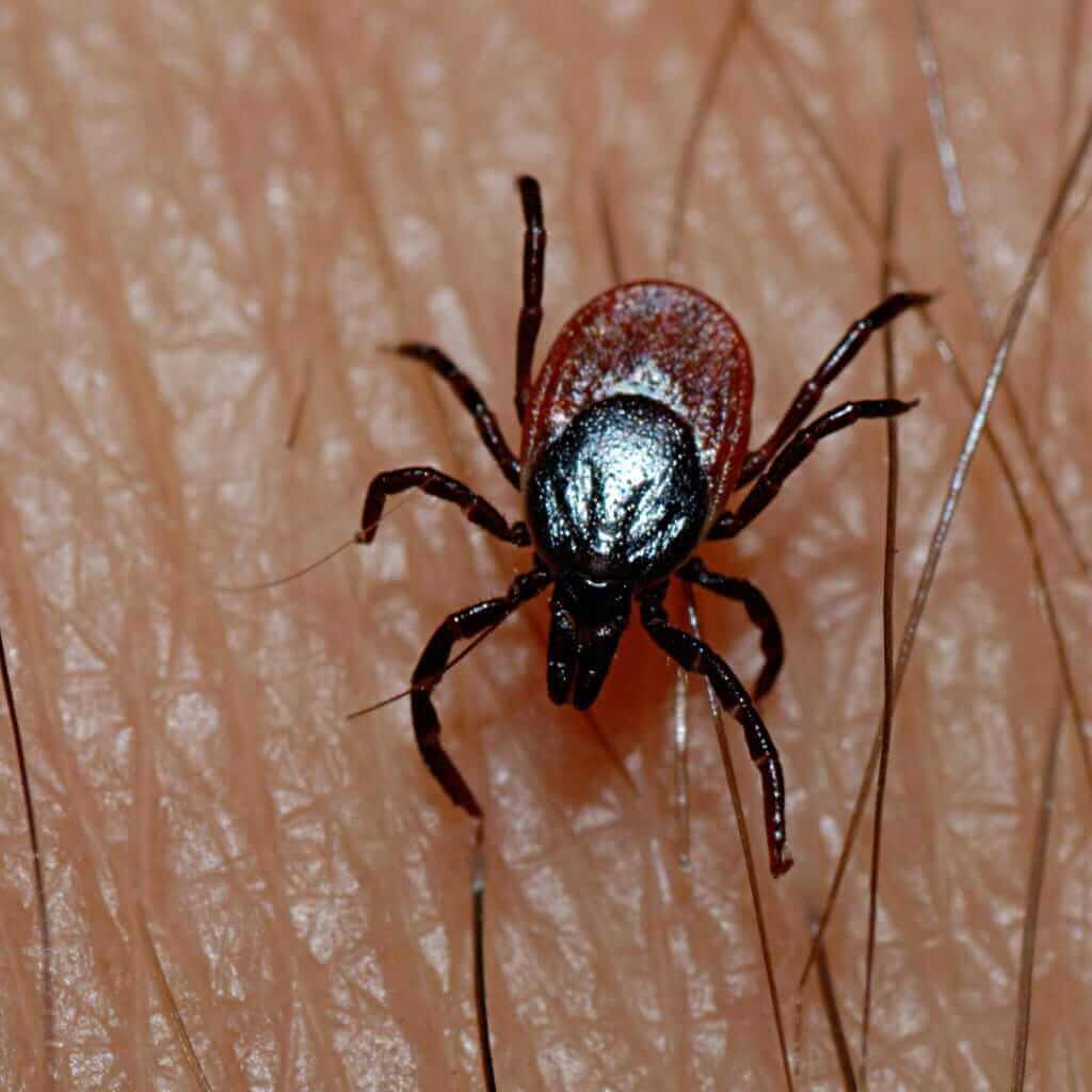 tick on skin