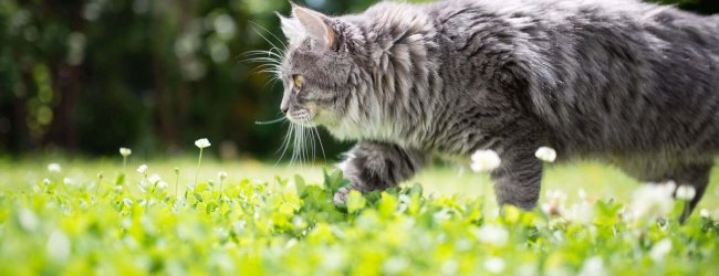 Graue Katze läuft durch eine Blumenwiese