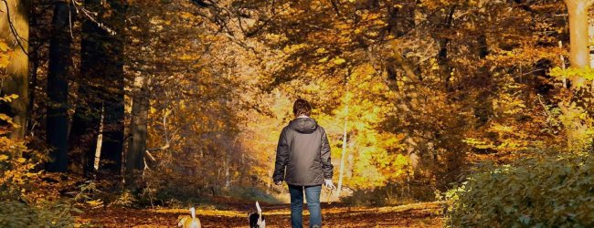 Person von hinten beim Spaziergang mit 2 Hunden in goldener Herbstlandschaft