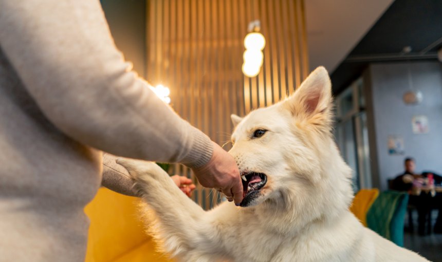 A dog biting a woman trying to feed it