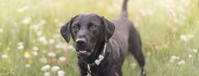 Mela ein Hund aus dem Tierheim