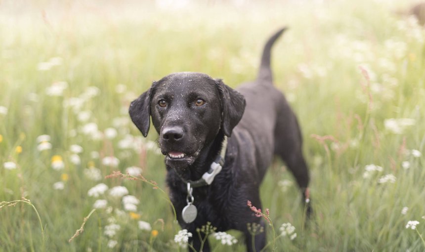 Mela ein Hund aus dem Tierheim