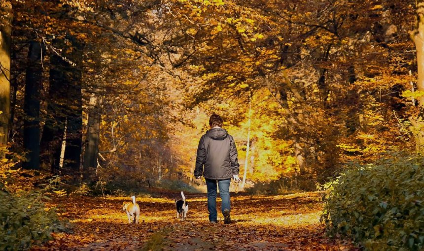 Hundeeier som går tur med to små hunder i skogen