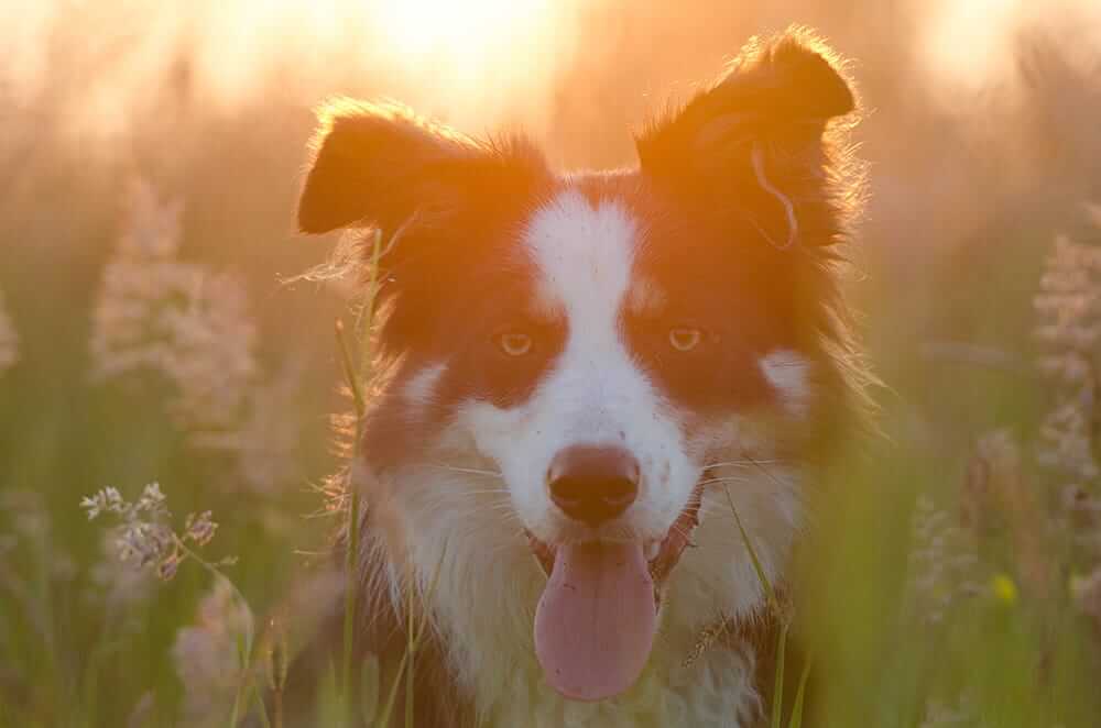 Nahaufnahme Hund hechelnd im Gras