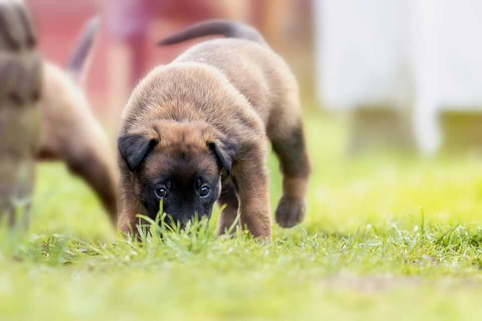 Kleiner, brauner Hund auf einer Wiese