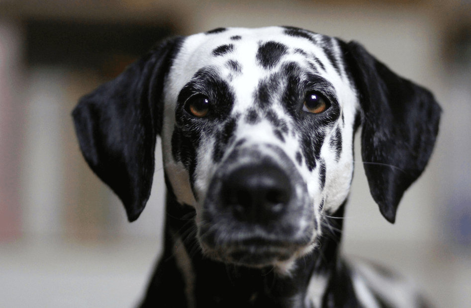 dalmatian tractive tracker