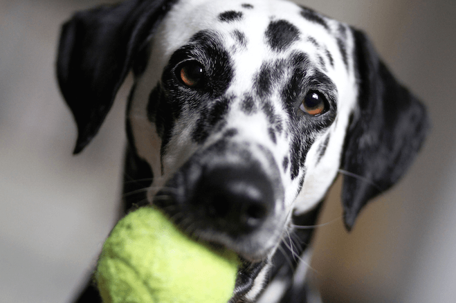 dalmatian spots