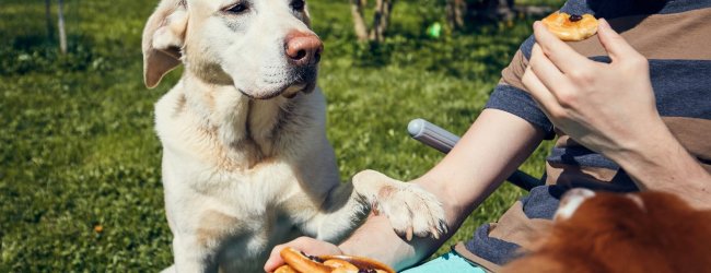 A dog begging for food at a picnic