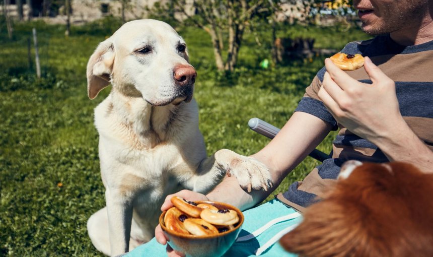 A dog begging for food at a picnic