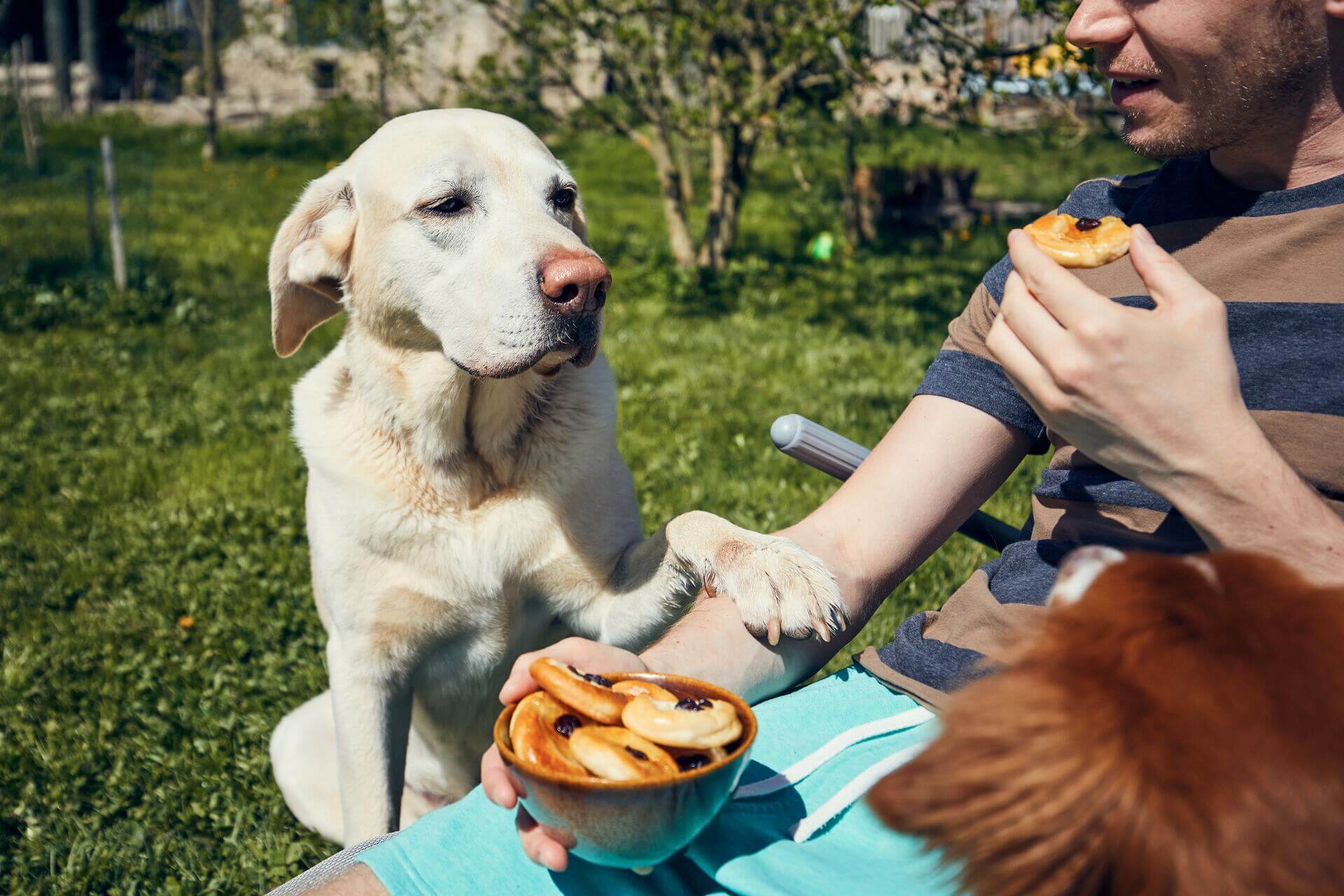 A dog begging for food at a picnic