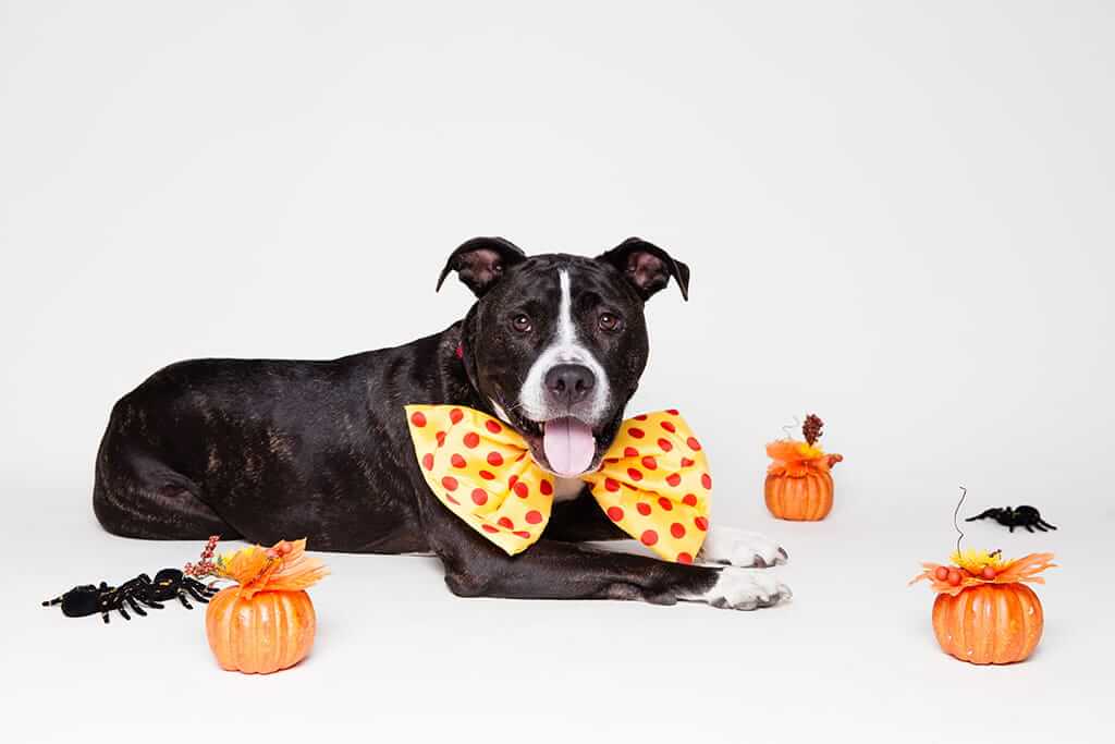 Schwarz-weißer Hund mit Masche und Halloween-Deko