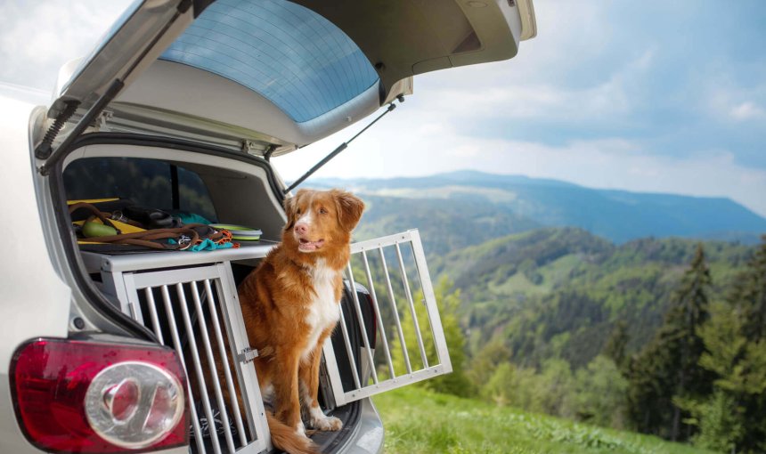 dog looking out of an open crate in the open trunk of a car mountains in the background