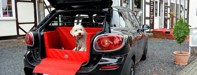 Autofahren mit dem Hund