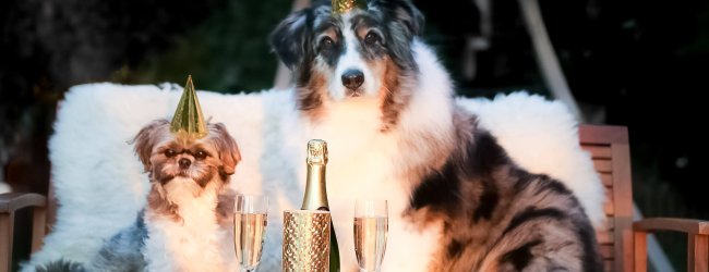 2 Hunde mit Partyhut auf weißer Couch mit Sektflasche und Gläsern