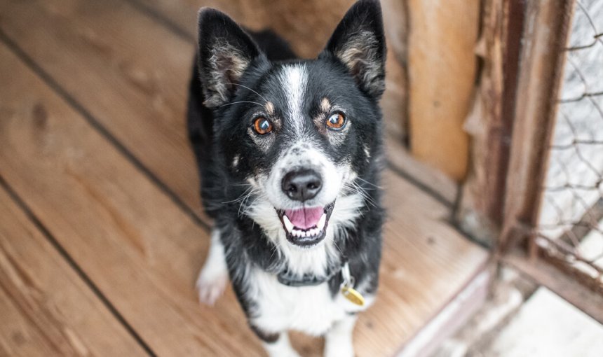 das erwartet dich bei einem Tierheimhund