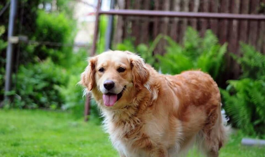 Stressfreier Umzug mit Hund