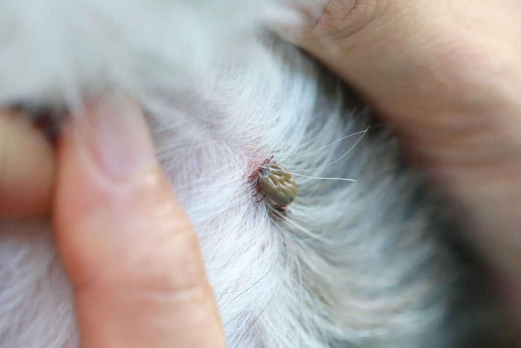 una zecca attaccata a un cane