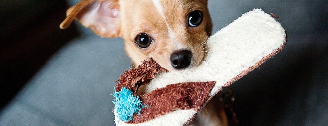 hundebeschaeftigung regentag