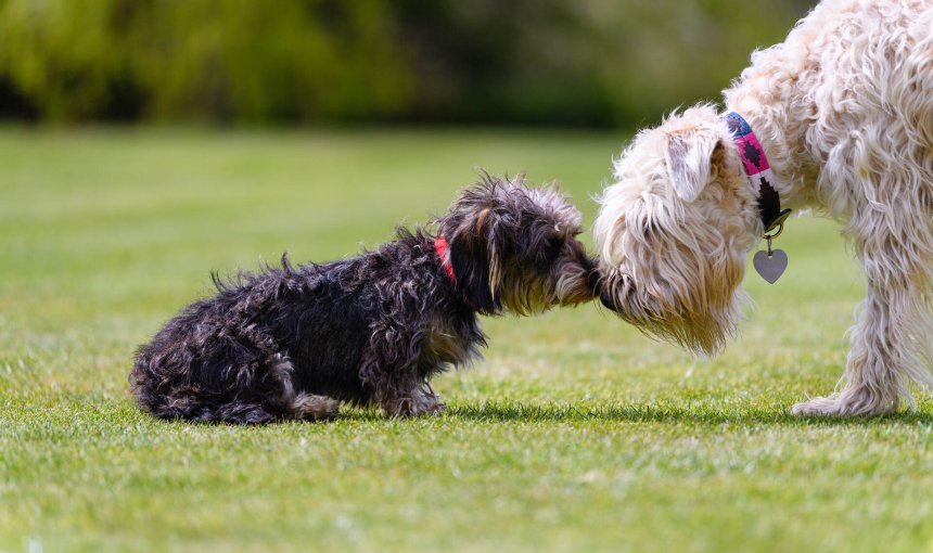 Two dogs introducing themselves to each other by rubbing noses