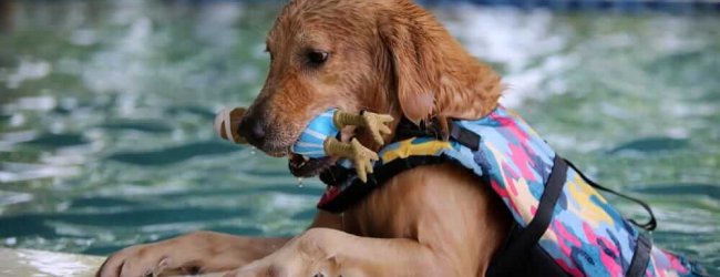 Sommer mit Hund: Beachte diese 6 Dinge