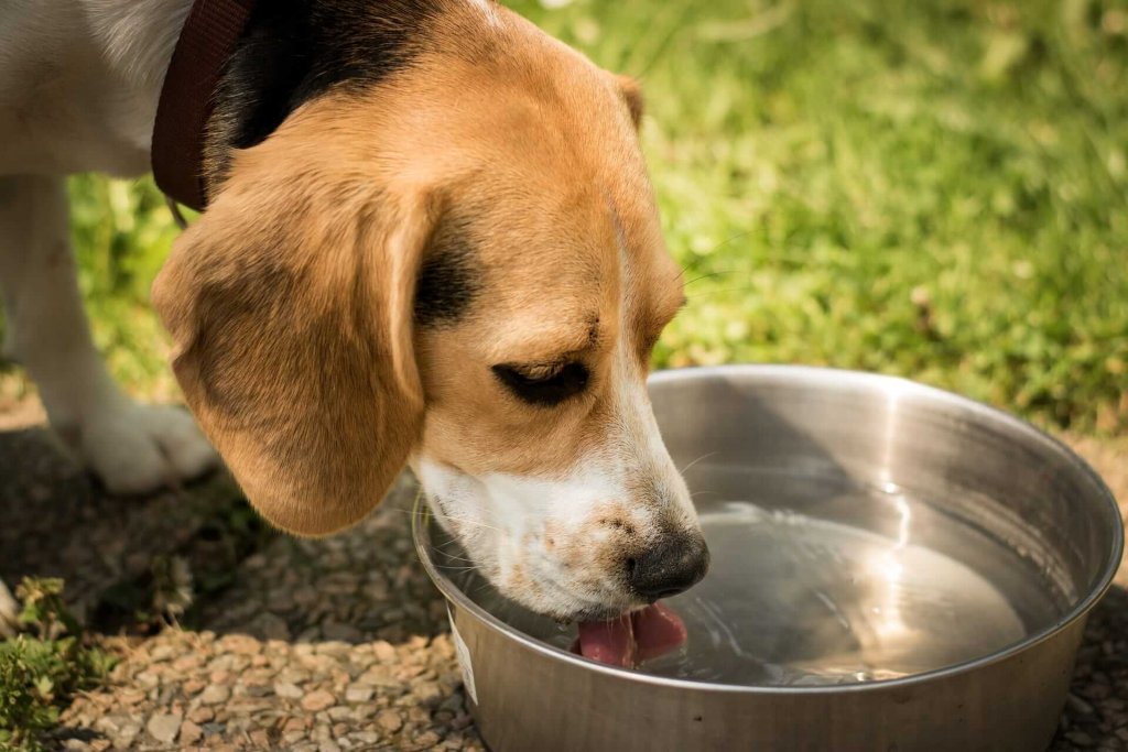 cane beve da una ciotola di metallo 