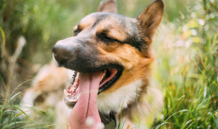 chien couché dans l'herbe avec la langue sortie en été