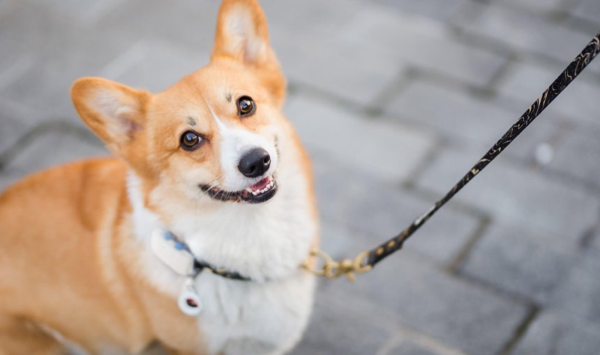 corgi hund med koppel och Tractive GPS hund-tracker