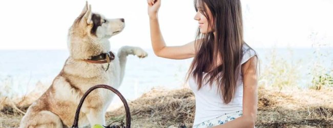 Hund mit Frau bei einem Picknick