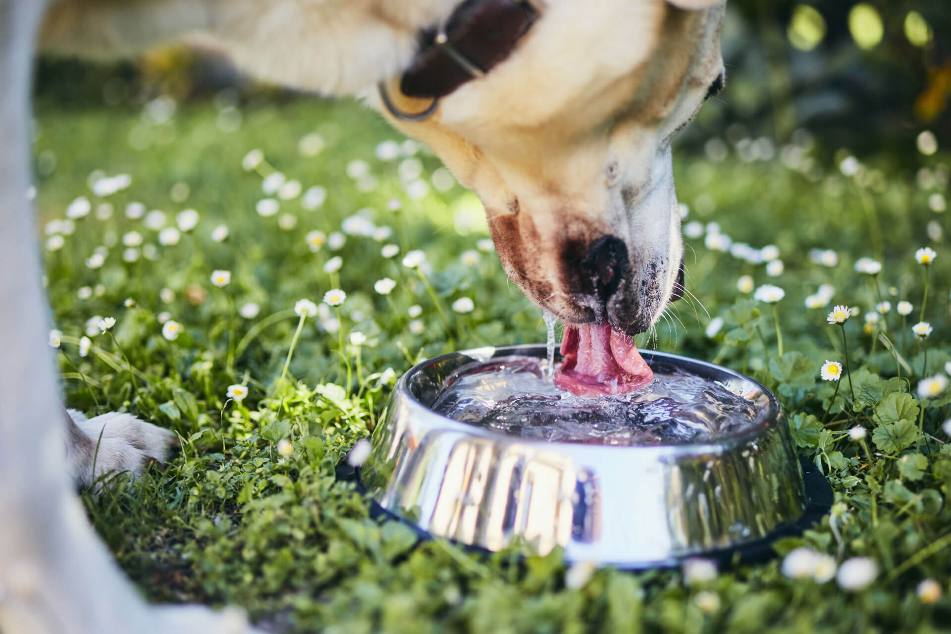 Hund trinkt aus Wassernapf