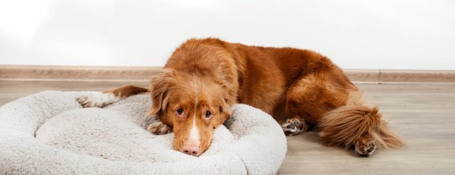 Hund liegt am Boden und mit dem Kopf in einem Hundekorb