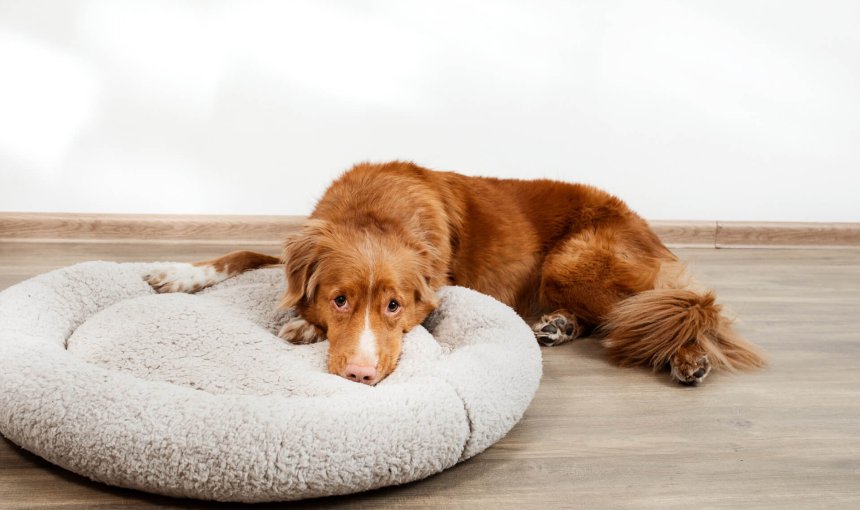 Hund liegt am Boden und mit dem Kopf in einem Hundekorb