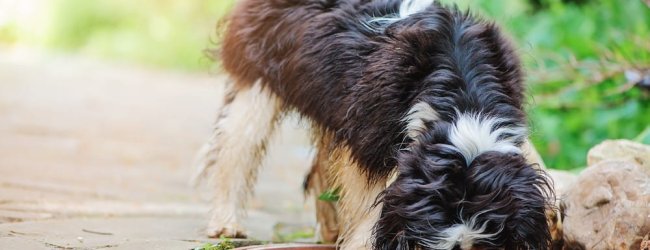 Schwarzweißer kleiner Hund trinkt Wasser aus einer Schale im Freien