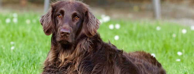 Brown dog lying in the grass