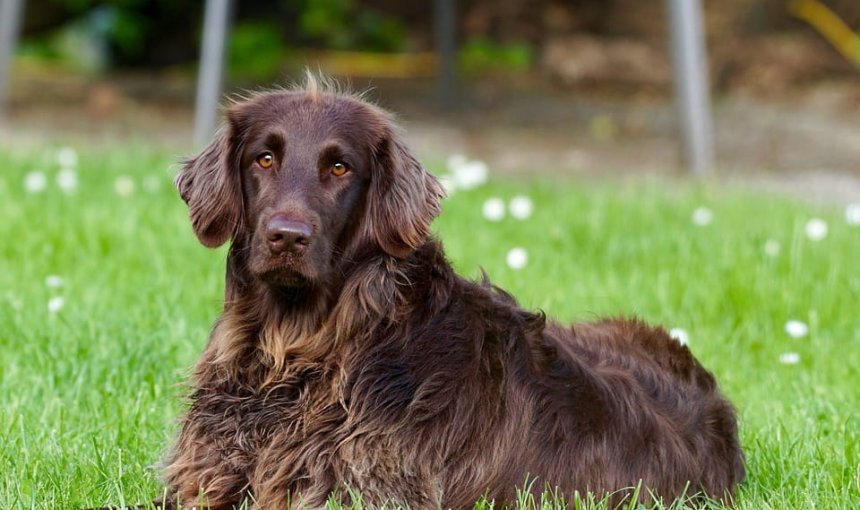 Brown dog lying in the grass