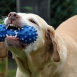 A dog chewing a blue toy