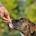 A man feeding a dog food