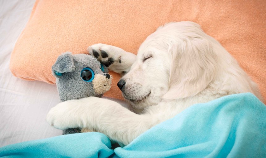 Immunsystem beim Hund stärken