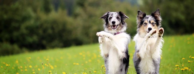 Zwei Hunde beim Training im Gras