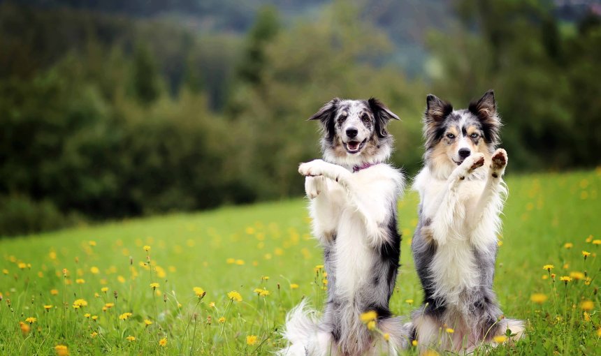 Zwei Hunde beim Training im Gras