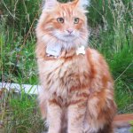 Parsley the Maine Coon wearing his Tractive GPS device