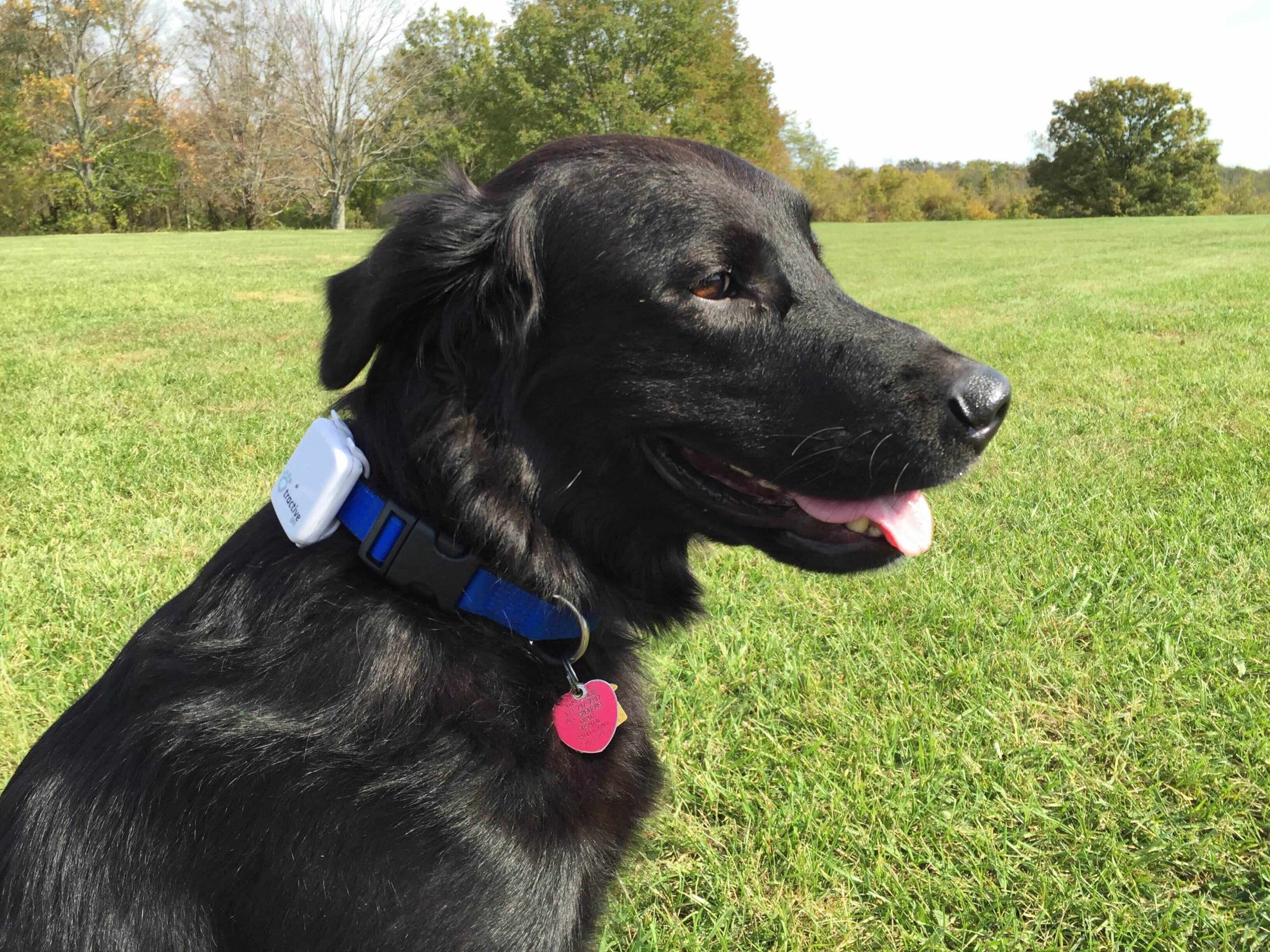 Edgar the Lab wearing his Tractive GPS tracker