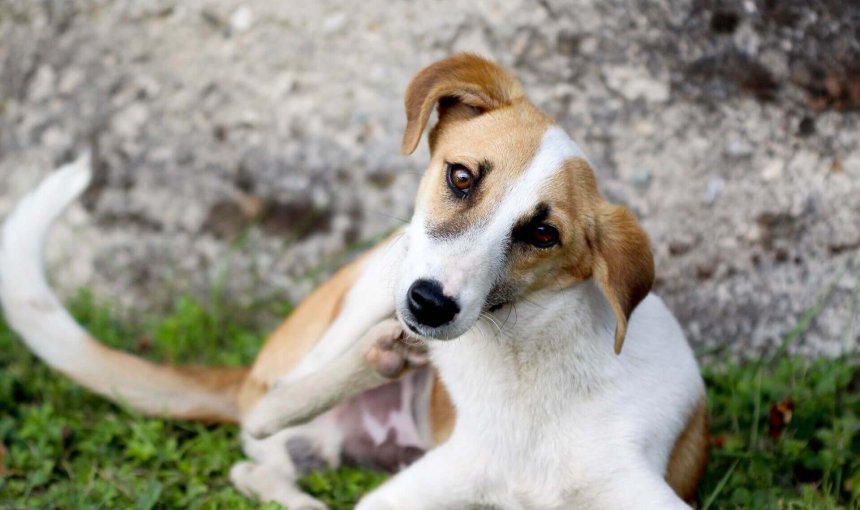 Weißbrauner Hund liegt auf der Wiese