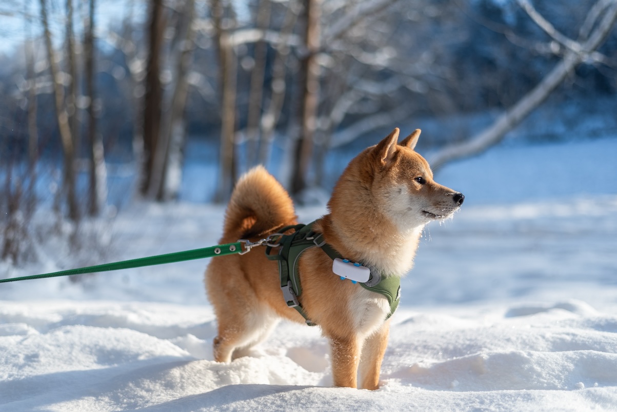 Hund trägt Tractive GPS Tracker im Schnee