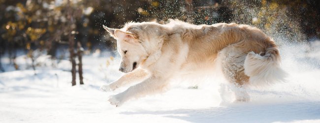 Hund im Schnee an einem sonnigen Wintertag