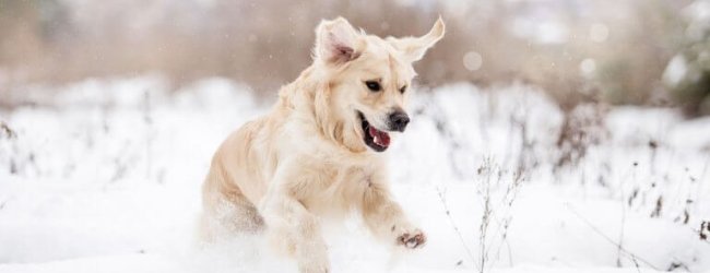 Hund springt voller Energie durch den Schnee