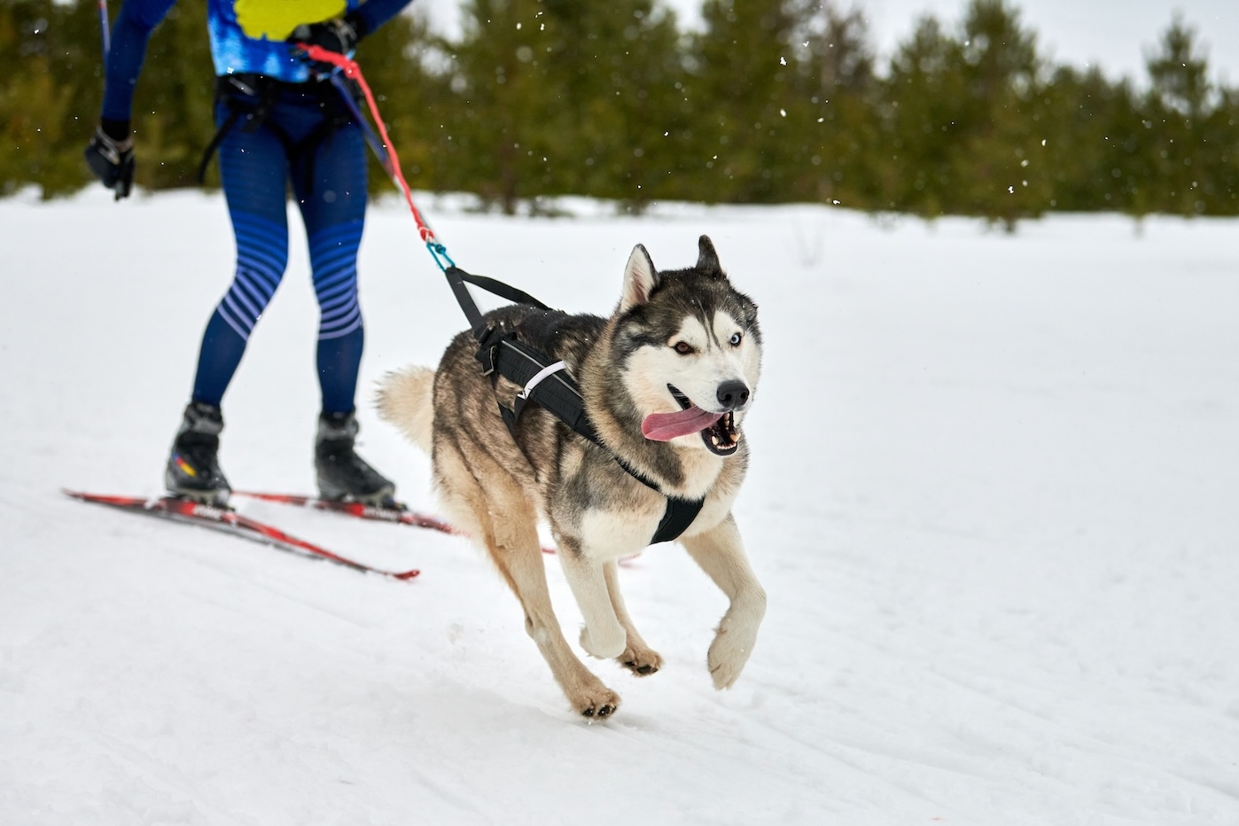 Besitzer mit seinem Husky beim Skijöring