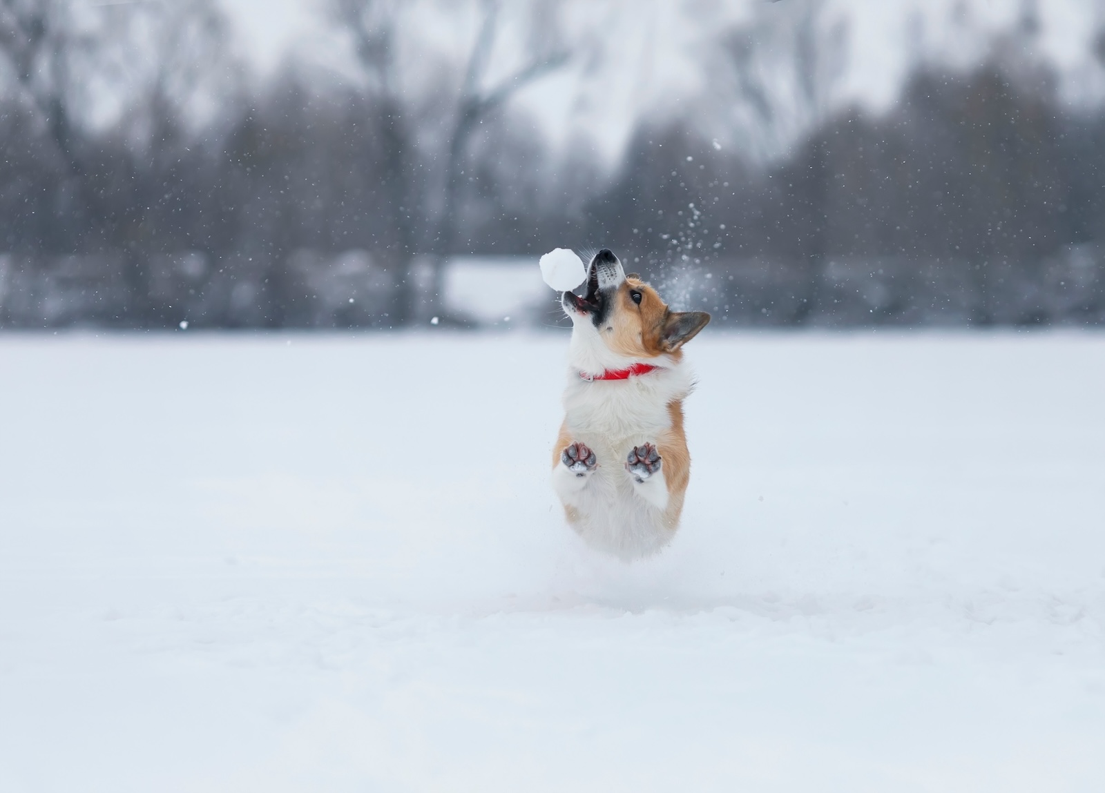 Corgi fängt Schneeball