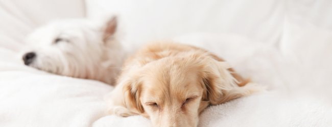 Zwei kleine Hunde schlafend auf einer Couch